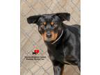 Adopt Gojo a Dachshund