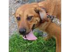 Adopt Paper Clip a Black Mouth Cur, Retriever