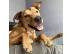 Adopt PINECONE a Mixed Breed, Labrador Retriever