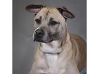 Adopt Kaiser a Shepherd, Black Mouth Cur