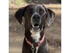 Adopt Blaze a Pointer, Hound