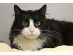 Adopt HUEY* a Domestic Long Hair