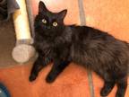 Adopt Mister Big Man a Domestic Long Hair