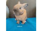 Adopt Anderson (South Surrey) a Bunny Rabbit