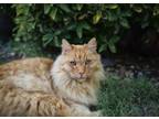 Adopt Spanky a Domestic Medium Hair, Domestic Short Hair