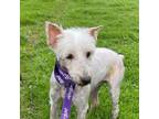 Adopt Duncan a West Highland White Terrier / Westie, Terrier