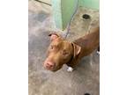 Adopt CHEVY a Pit Bull Terrier