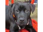 Adopt BUDDY a Black Labrador Retriever