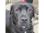 Adopt BUDDY a Black Labrador Retriever