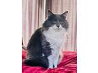 Adopt Grayson a Maine Coon