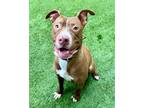 Adopt Jackson a Pit Bull Terrier