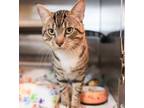 Adopt Linus a Tabby, Domestic Short Hair