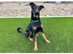 Adopt Freddy K a German Shepherd Dog, Doberman Pinscher