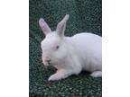 Adopt Thumper a Florida White, Californian