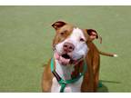 Adopt BAXTER a American Staffordshire Terrier