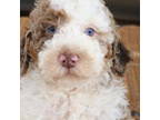 Mutt Puppy for sale in Stafford, VA, USA