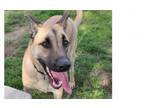 Adopt Deebo a German Shepherd Dog, Belgian Shepherd / Malinois