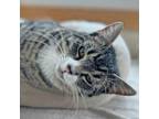 Adopt Bobby a Tabby