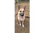 Adopt HUEY a German Shepherd Dog