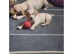 Labrador Retriever Puppy for sale in Calhan, CO, USA