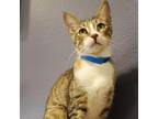 Adopt Cotton Socks a Domestic Short Hair