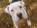 Adopt DEBO a American Staffordshire Terrier, Mixed Breed