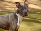 Adopt DEUCE a American Staffordshire Terrier