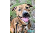 Adopt AJAX a Pit Bull Terrier, Mixed Breed