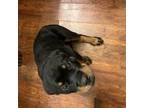 Rottweiler Puppy for sale in Tracy, CA, USA