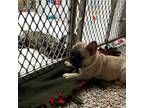 French Bulldog Puppy for sale in Kewanna, IN, USA