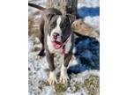 Adopt Nico a Pit Bull Terrier, Mixed Breed