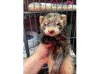 Adopt Biscuit a Ferret