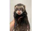 Adopt Sebastion a Ferret