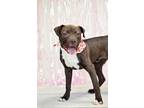 Adopt HERSHEY a Pit Bull Terrier, Mixed Breed