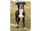 Adopt Piper a Pointer, Mixed Breed