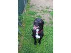 Adopt Ronnie a Labrador Retriever