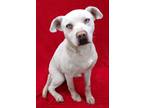 Adopt Ambrister a Husky, Pit Bull Terrier