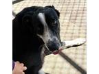 Adopt Chimi a Border Collie