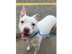 Adopt Powder a Pit Bull Terrier