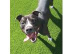 Adopt Barney a Pit Bull Terrier, Mixed Breed