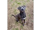 Adopt Fury (HW-) SPONSORED ADOPTION FEE a Pit Bull Terrier, Mixed Breed
