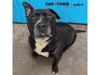 Adopt Mort a Staffordshire Bull Terrier
