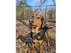 Adopt Vegas a Hound