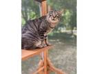 Adopt Barney a Domestic Short Hair, Tabby