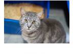 Adopt Donovan a Domestic Short Hair, Tabby