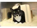 Adopt Toothless a Domestic Short Hair