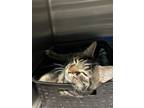 Adopt Katsu a Domestic Short Hair