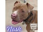 Adopt Nash a Pit Bull Terrier