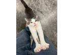 Adopt Flarry a Domestic Short Hair