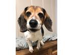 Adopt Sam a Beagle